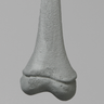 Femur, Pediatric with Radiopaque, Right