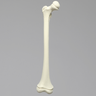 Femur, Pediatric, Solid Foam, Right