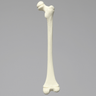 Femur, Pediatric, Solid Foam, Right
