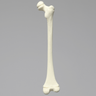 Femur, Pediatric, Solid Foam, Right