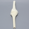 Knee Joint with Four Non-Stretch Ligaments, Solid Foam, Right, Medium