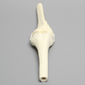 Knee Joint with Four Non-Stretch Ligaments, Solid Foam, Right, Medium