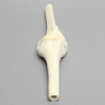 Knee Joint with Four Non-Stretch Ligaments, Solid Foam, Right, Medium