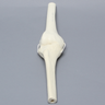 Knee Joint with Four Non-Stretch Ligaments, Solid Foam, Right, Medium