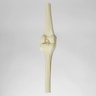 Knee Joint with Patella and Four Non-Stretch Ligaments, Solid Foam, Medium
