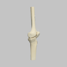 Knee Joint with Patella and Four Non-Stretch Ligaments, Solid Foam, Medium