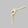 Knee Joint with Patella and Four Non-Stretch Ligaments, Solid Foam, Medium