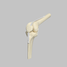 Knee Joint with Patella and Four Non-Stretch Ligaments, Solid Foam, Medium
