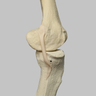 Knee with Three Stretch Tube Ligaments, Full Length, Arthritic