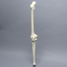 Knee with Four Non-Stretch Ligaments, Full Length, Arthritic