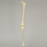 Knee with Revision Cuts and Stretch Cord Collateral Ligaments, Full Length
