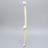 Knee with Revision Cuts and Non-Stretch Collateral Ligaments, Full Length
