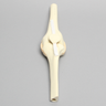 Knee Joint with Patella, Narrow Intercondylar Notch, and Four Stretch Tube Ligaments