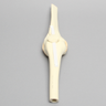 Knee Joint with Patella, Narrow Intercondylar Notch, and Four Stretch Tube Ligaments