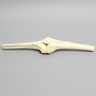 Knee Joint with Patella, Narrow Intercondylar Notch, and Four Stretch Tube Ligaments