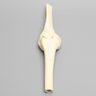 Knee Joint with Patella, Narrow Intercondylar Notch, and Four Stretch Tube Ligaments