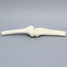Knee Joint with Narrow Intercondylar Notch and Four Stretch Tube Ligaments