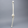 Knee with Patella, Narrow Intercondylar Notch, and Three Stretch Tube Ligaments, Full Length