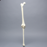 Knee with Patella, Narrow Intercondylar Notch, and Three Stretch Tube Ligaments, Full Length