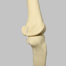 Knee with Three Non-Stretch Ligaments, Full Length, Medium, Right