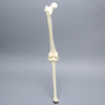 Knee with Four Stretch Tube Ligaments, Full Length