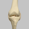 Knee with Four Stretch Tube Ligaments, Full Length