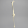 Knee with Three Stretch Cord Ligaments and Narrow Intercondylar Notch, Full Length