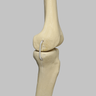 Knee with Three Stretch Cord Ligaments and Narrow Intercondylar Notch, Full Length