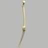Knee with Three Stretch Tube Ligaments and Narrow Intercondylar Notch, Full Length, Left