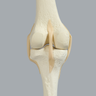 Knee with Three Stretch Tube Ligaments and Narrow Intercondylar Notch, Full Length, Left
