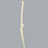 Knee with Three Nylon Non-Stretch Ligaments and Narrow Intercondylar Notch, Full Length