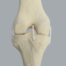 Knee with Three Nylon Non-Stretch Ligaments and Narrow Intercondylar Notch, Full Length
