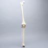 Knee with Fibula, Narrow Intercondylar Notch, Modified Plateau, and Three Stretch Tube Ligaments