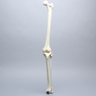 Knee with Fibula, Narrow Intercondylar Notch, Modified Plateau, and Three Stretch Tube Ligaments