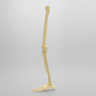 Leg Replacement for Female Hip Assembly #1302-66, Full Length