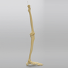 Leg Replacement for Female Hip Assembly #1302-66, Full Length