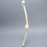 Knee with Fibula, Narrow Intercondylar Notch, and Four Stretch Ligaments, Full Length