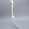 Knee with Fibula, Narrow Intercondylar Notch, and Four Stretch Ligaments, Full Length