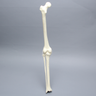 Knee with Fibula, Narrow Intercondylar Notch, and Four Stretch Ligaments, Full Length
