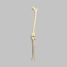 Knee with Fibula, Narrow Intercondylar Notch, and Four Non-Stretch Ligaments, Full Length