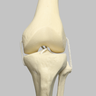 Knee with Fibula, Narrow Intercondylar Notch, and Four Non-Stretch Ligaments, Full Length