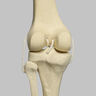 Knee with Fibula, Narrow Intercondylar Notch, and Four Non-Stretch Ligaments, Full Length