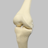 Knee with Four Stretch Cord Ligaments, Solid Foam, Right