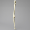 Knee with Three Stretch Tube Ligaments, Solid Foam, Right