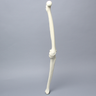 Knee with Four Stretch Cord Ligaments, Solid Foam, Full Length