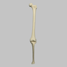 Knee with Four Stretch Cord Ligaments, Solid Foam, Full Length
