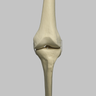 Knee with Four Stretch Cord Ligaments, Solid Foam, Full Length