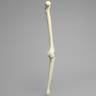 Knee with Three Stretch Tube Ligaments, Solid Foam, Full Length
