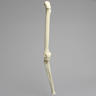 Knee with Three Stretch Tube Ligaments, Solid Foam, Full Length