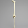 Knee with Three Stretch Tube Ligaments, Solid Foam, Full Length